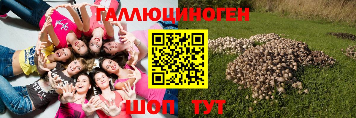 Галлюциногенные грибы Psilocybe Ковров